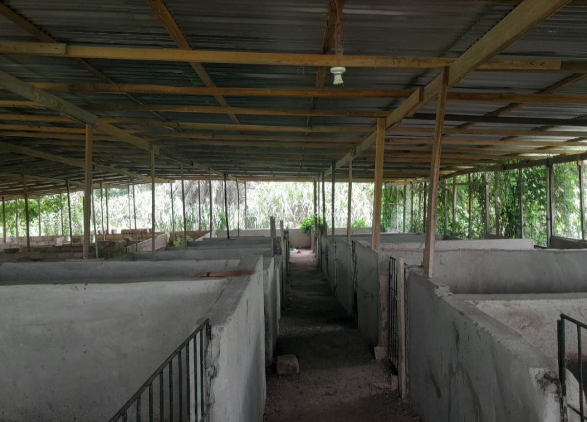 Poultry Farm & Pig, Goat, Cattle Farm, Atia,near Ejisu, Boankra., Ejisu-juaben Municipal, Ashanti, Commercial Property for Sale