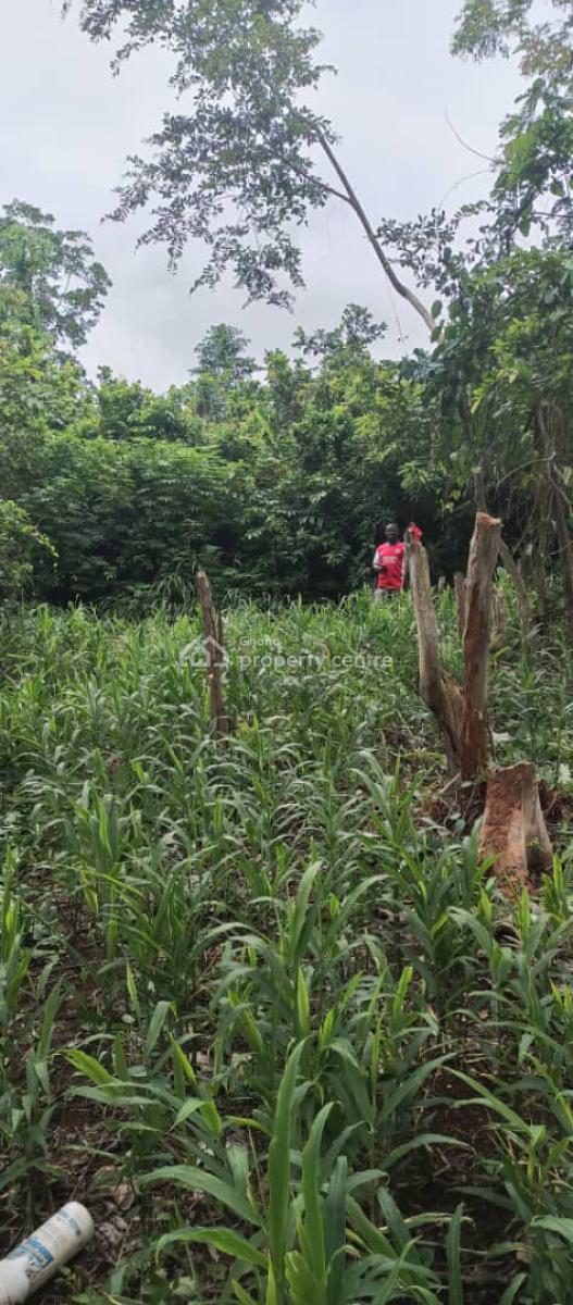 50 Acres of Farm Lands, Sunyani Municipal, Brong Ahafo, Commercial Land for Sale