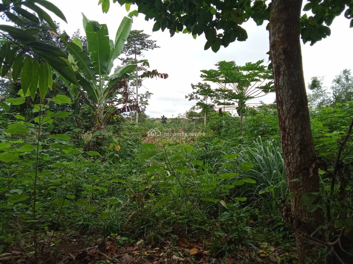 50 Acres of Farm Lands, Sunyani Municipal, Brong Ahafo, Commercial Land for Sale