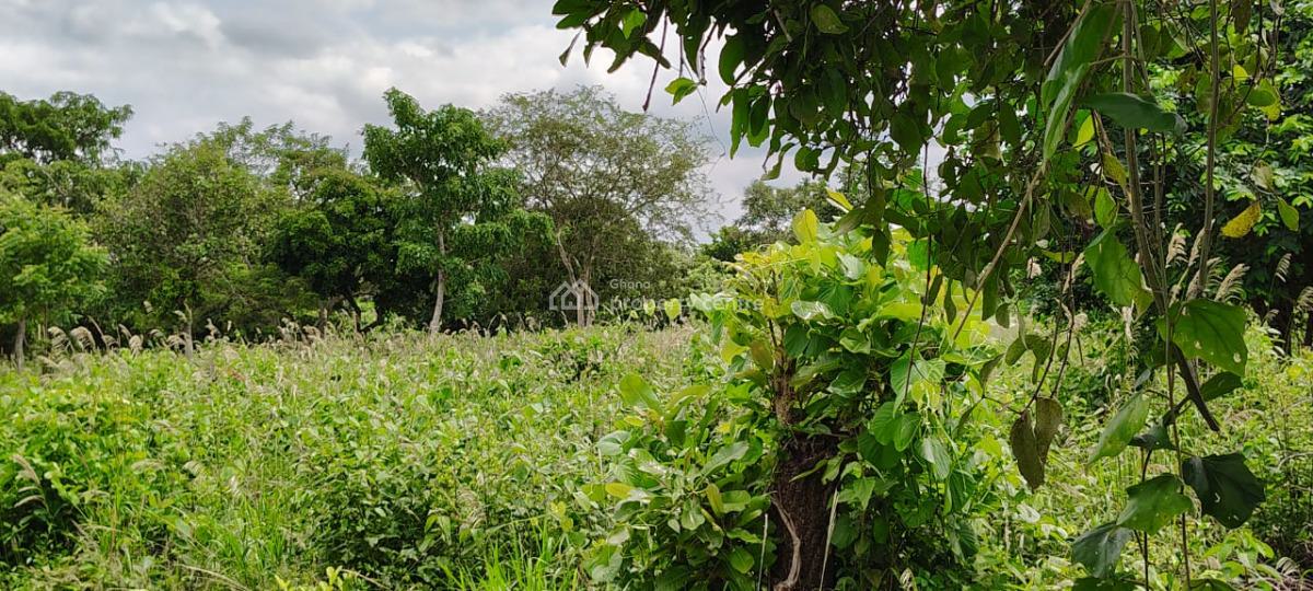 Farm Land in Mankemsi, Mankessim-kakaboum, Cape Coast Metropolitan, Central Region, Commercial Land for Sale
