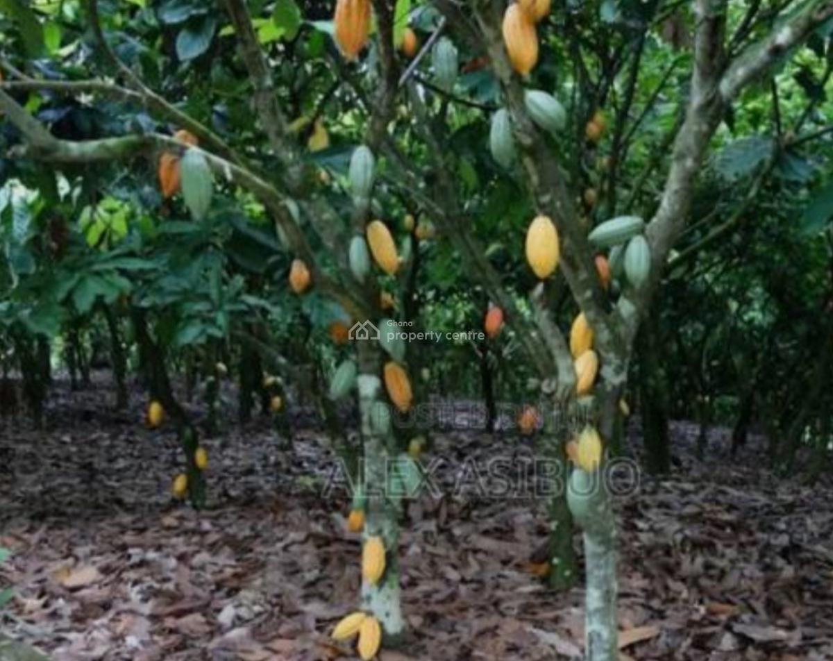 Cocoa Farm ( on 46 Acres Land), Kasapin, Asunafo North, Brong Ahafo, Asunafo South, Brong Ahafo, Tank Farm for Sale