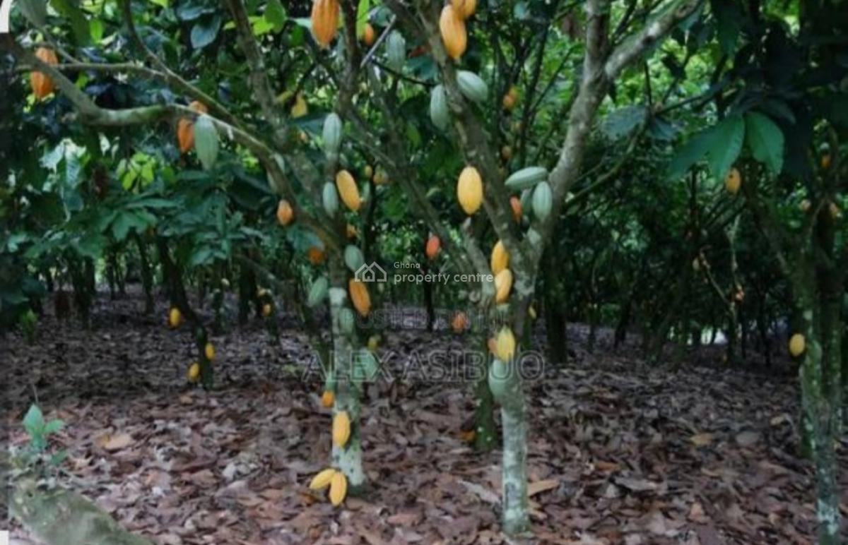 Cocoa Farm ( on 46 Acres Land), Kasapin, Asunafo North, Brong Ahafo, Asunafo South, Brong Ahafo, Tank Farm for Sale