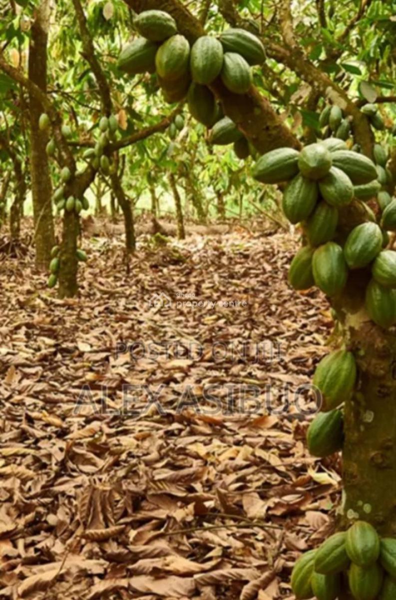 Cocoa Farm ( on 46 Acres Land), Kasapin, Asunafo North, Brong Ahafo, Asunafo South, Brong Ahafo, Tank Farm for Sale