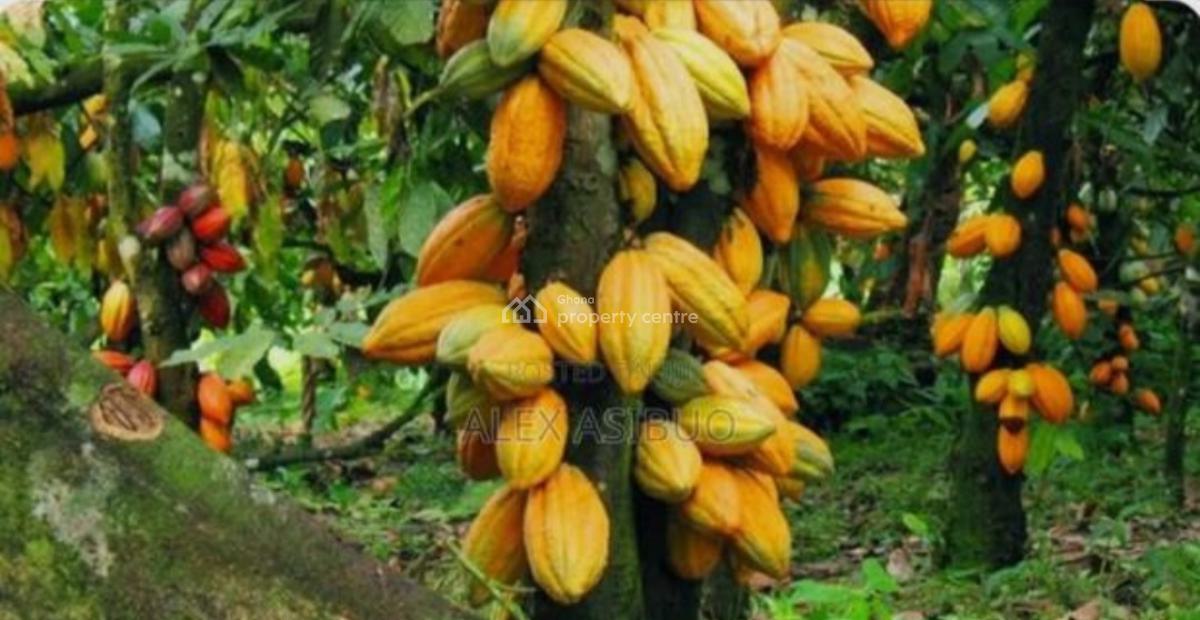 Cocoa Farm  ( 11.5 Acres Land), Adupri, Near Nyinahine, on Kumasi Bibiani Road., Atwima Mponua, Ashanti, Commercial Property for Sale