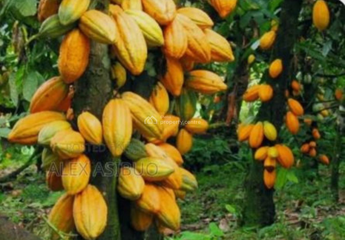Cocoa Farm  ( 11.5 Acres Land), Adupri, Near Nyinahine, on Kumasi Bibiani Road., Atwima Mponua, Ashanti, Commercial Property for Sale