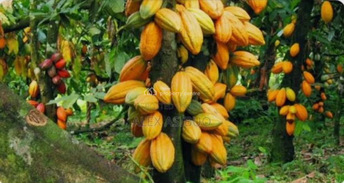 Cocoa Farm  ( 11.5 Acres Land), Adupri, Near Nyinahine, on Kumasi Bibiani Road., Atwima Mponua, Ashanti, Commercial Property for Sale