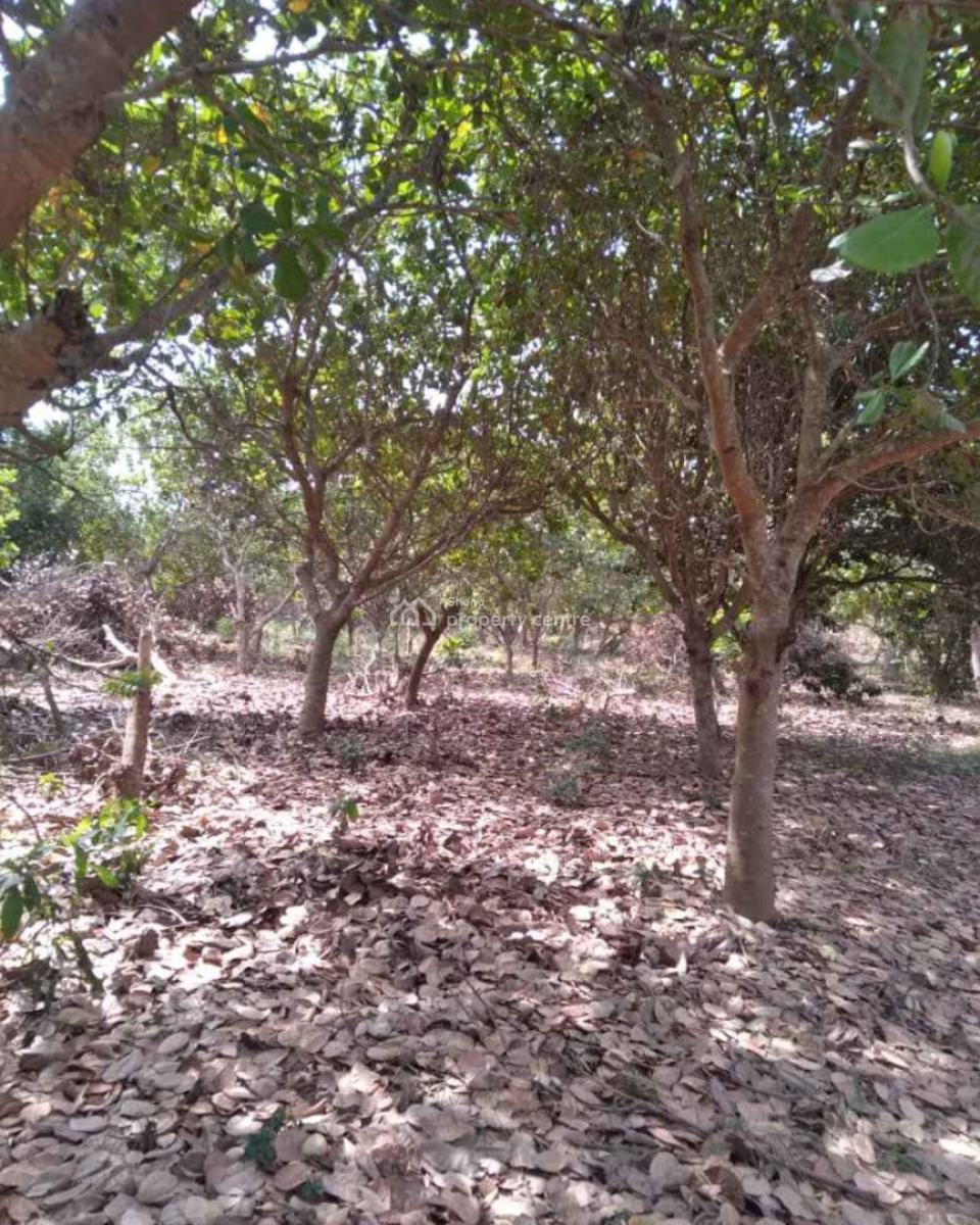 20 Acres Cashew & Mango Farm, Esiresu, Near Odumase, on Abronye Bofokrom Road., Sunyani Municipal, Brong Ahafo, Commercial Property for Sale