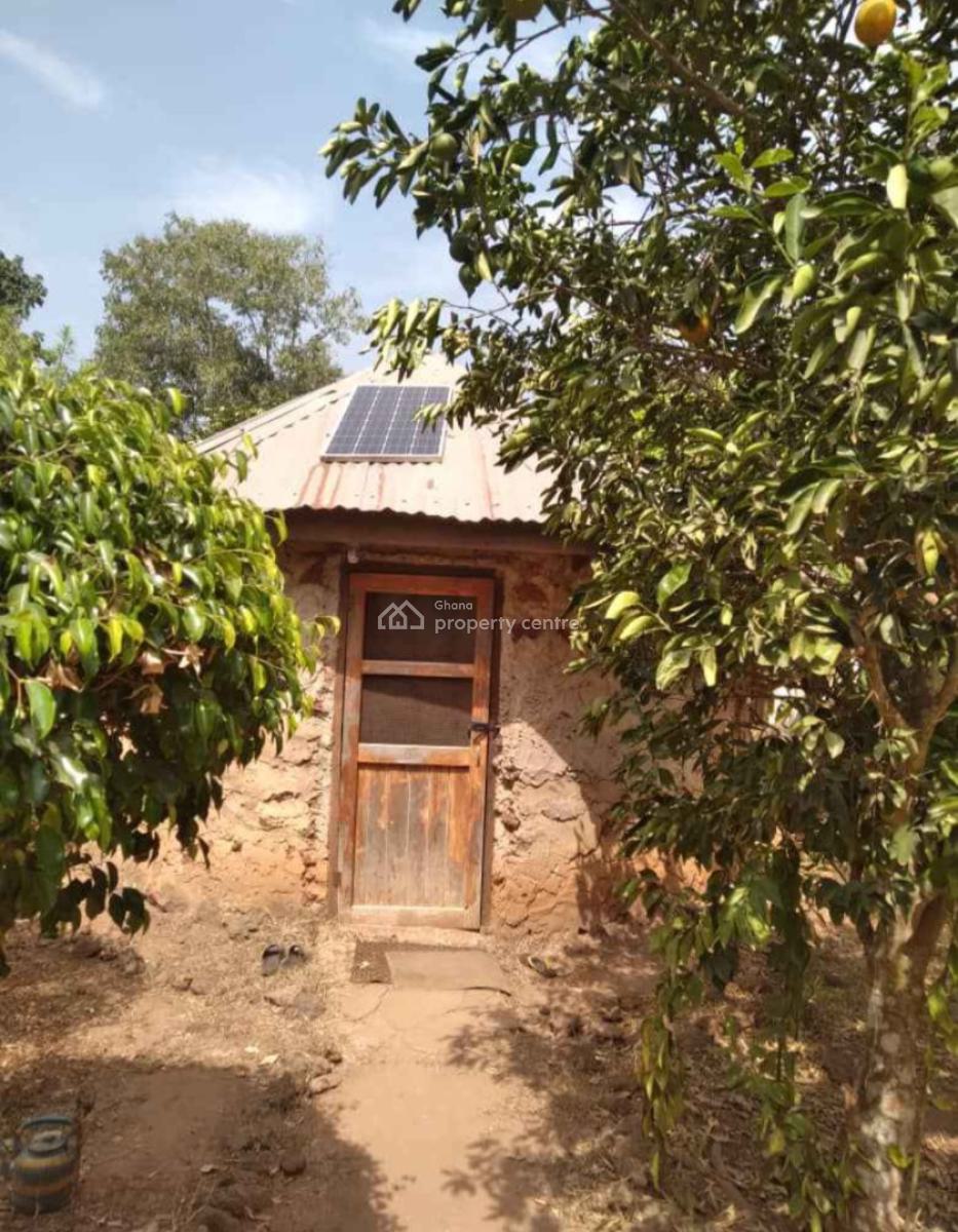 20 Acres Cashew & Mango Farm, Esiresu, Near Odumase, on Abronye Bofokrom Road., Sunyani Municipal, Brong Ahafo, Commercial Property for Sale