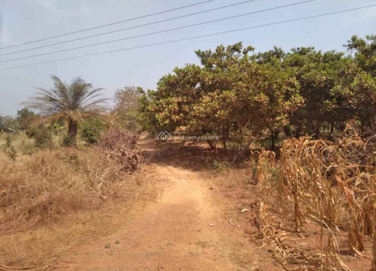 20 Acres Cashew & Mango Farm, Esiresu, Near Odumase, on Abronye Bofokrom Road., Sunyani Municipal, Brong Ahafo, Commercial Property for Sale