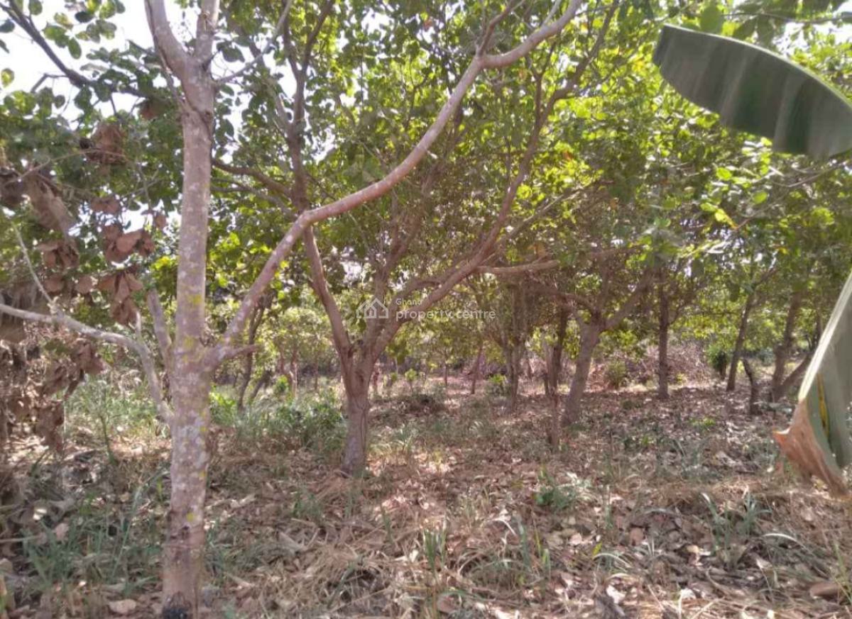 20 Acres Cashew & Mango Farm, Esiresu, Near Odumase, on Abronye Bofokrom Road., Sunyani Municipal, Brong Ahafo, Commercial Property for Sale