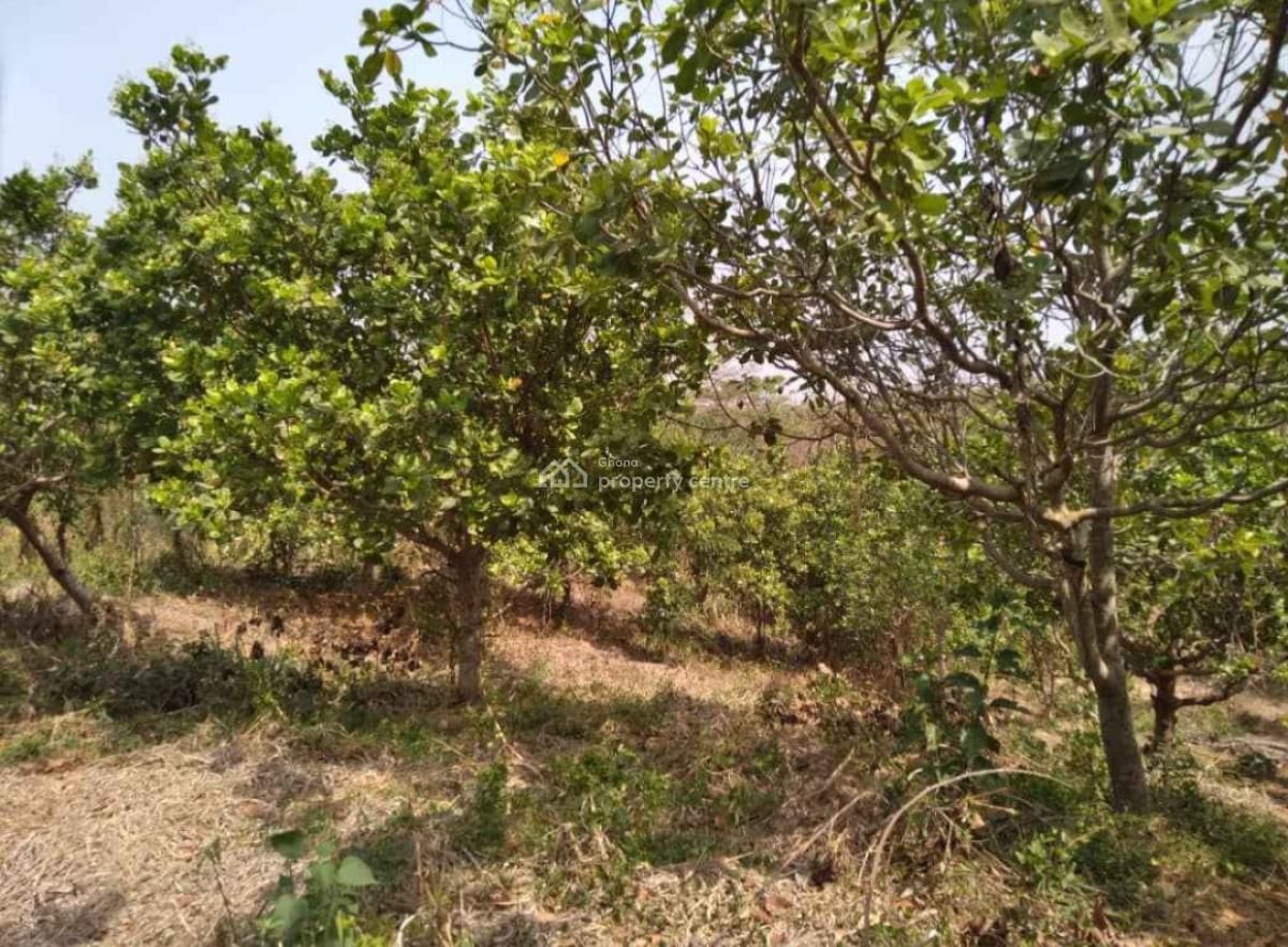 20 Acres Cashew & Mango Farm, Esiresu, Near Odumase, on Abronye Bofokrom Road., Sunyani Municipal, Brong Ahafo, Commercial Property for Sale