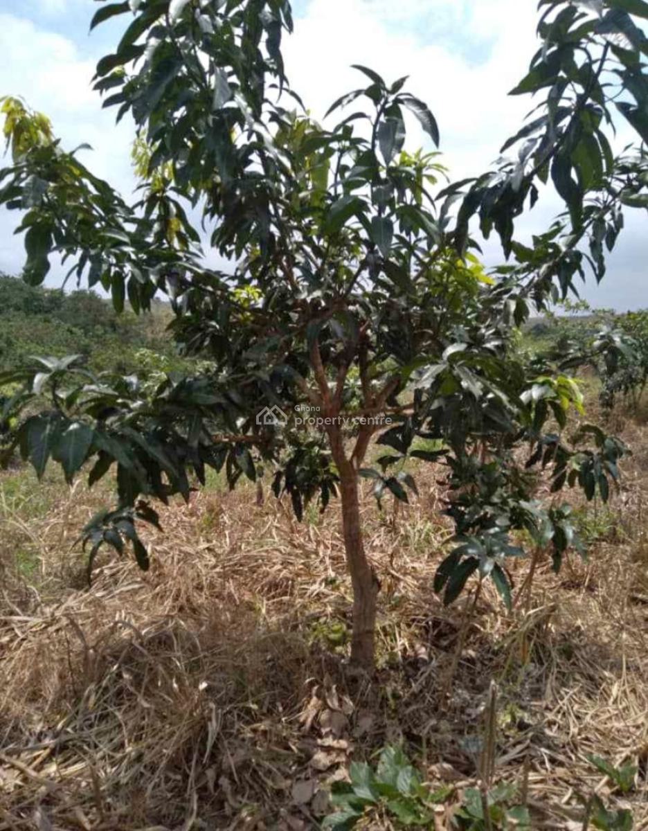 20 Acres Cashew & Mango Farm, Esiresu, Near Odumase, on Abronye Bofokrom Road., Sunyani Municipal, Brong Ahafo, Commercial Property for Sale