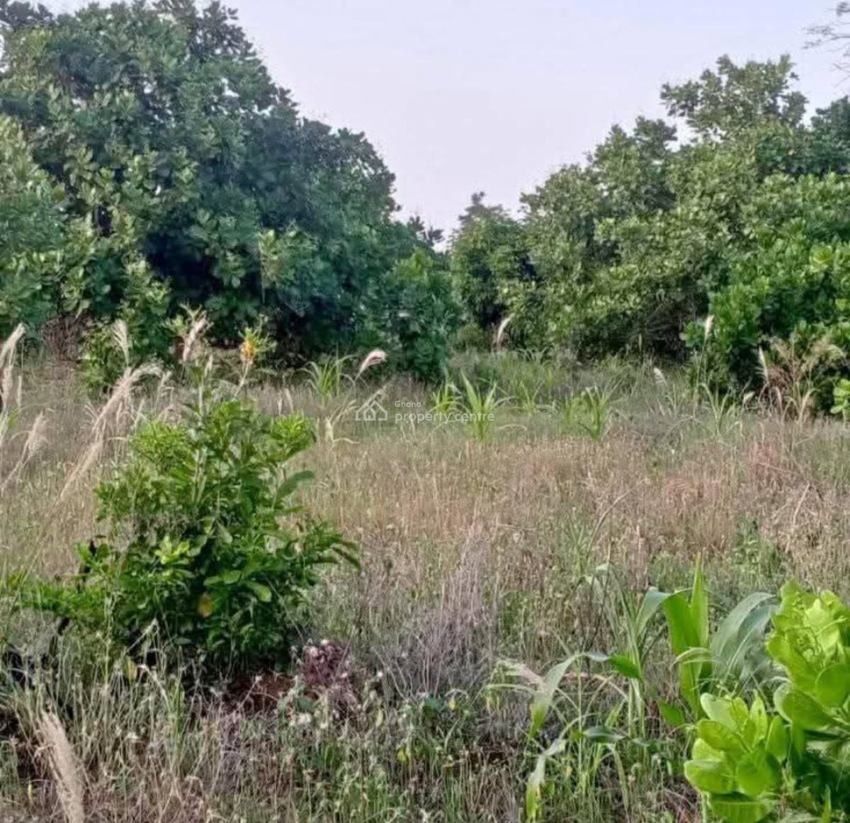 4  Acres Cashew Farm, Anyinasu, Near Sekyedumase., Ejura/sekyedumase, Ashanti, Commercial Property for Sale