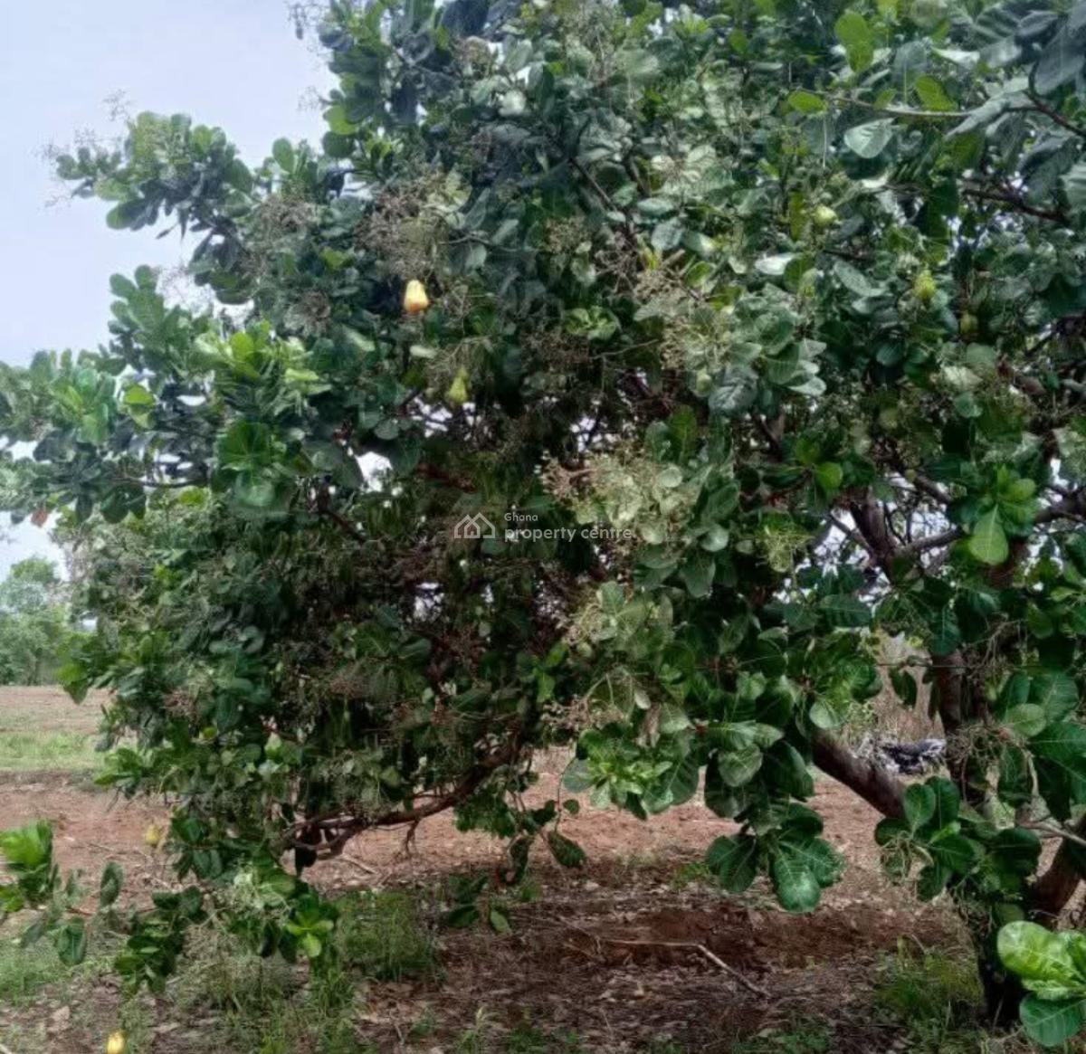 4  Acres Cashew Farm, Anyinasu, Near Sekyedumase., Ejura/sekyedumase, Ashanti, Commercial Property for Sale