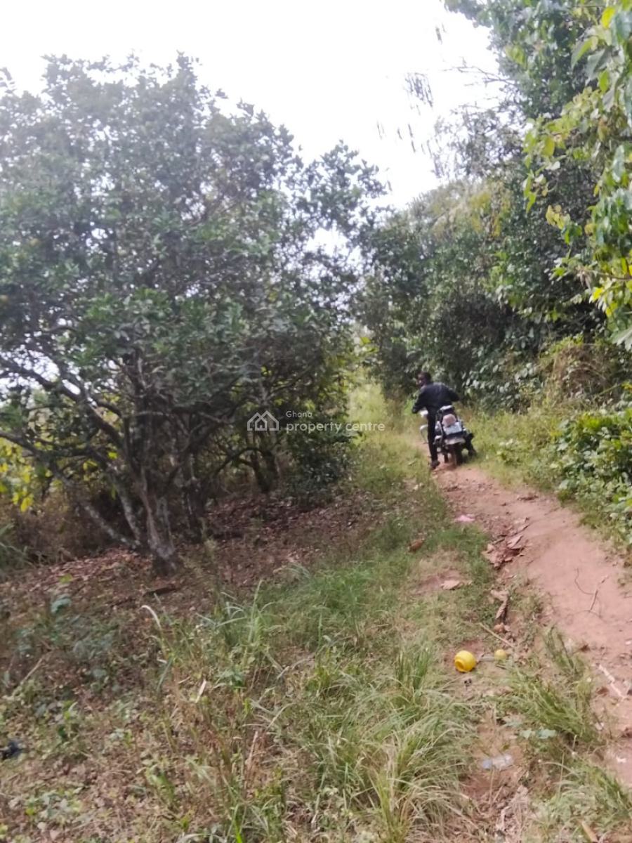 16 Acres Cocoa & Orange Farm, Near Offinso, Offinso Municipal, Ashanti, Commercial Property for Sale