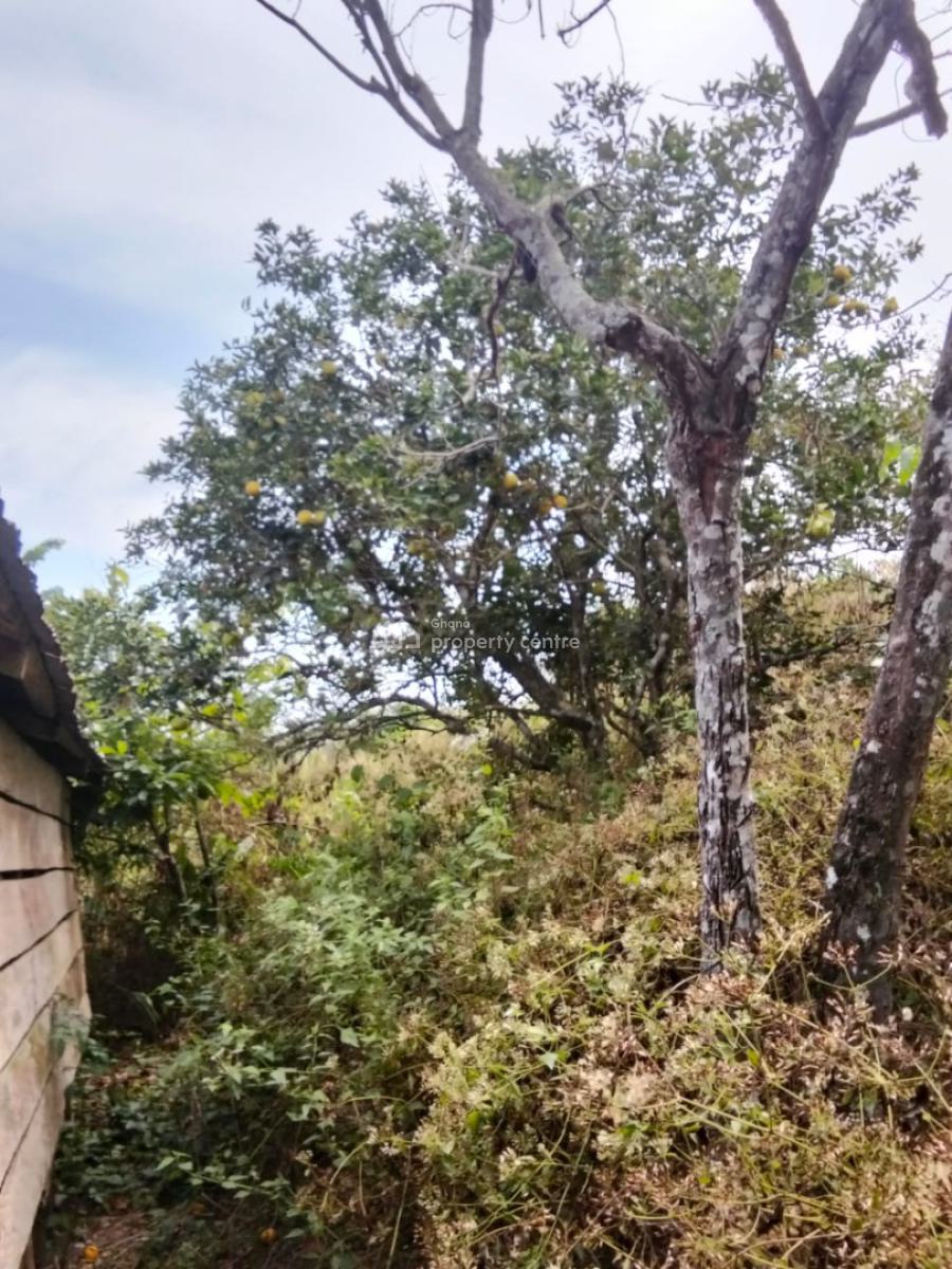 16 Acres Cocoa & Orange Farm, Near Offinso, Offinso Municipal, Ashanti, Commercial Property for Sale