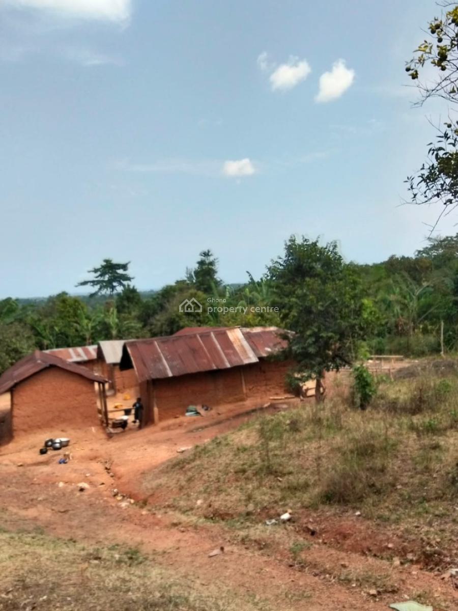 16 Acres Cocoa & Orange Farm, Near Offinso, Offinso Municipal, Ashanti, Commercial Property for Sale