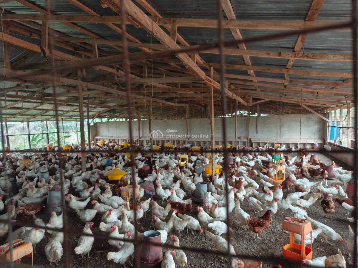 Poultry Farm, Kodie, Near Kronum Afrancho., Kumasi Metropolitan, Ashanti, Commercial Property for Sale