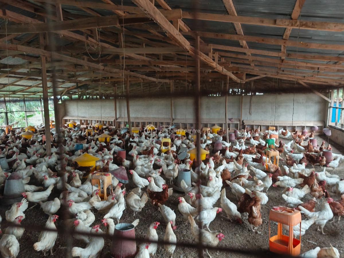 Poultry Farm, Kodie, Near Kronum Afrancho., Kumasi Metropolitan, Ashanti, Commercial Property for Sale
