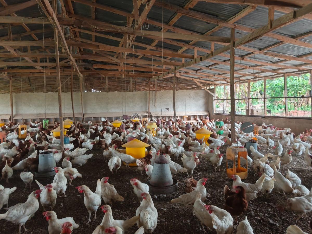 Poultry Farm, Kodie, Near Kronum Afrancho., Kumasi Metropolitan, Ashanti, Commercial Property for Sale