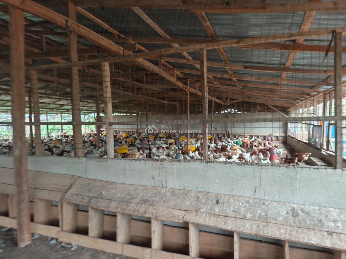 Poultry Farm, Kodie, Near Kronum Afrancho., Kumasi Metropolitan, Ashanti, Commercial Property for Sale