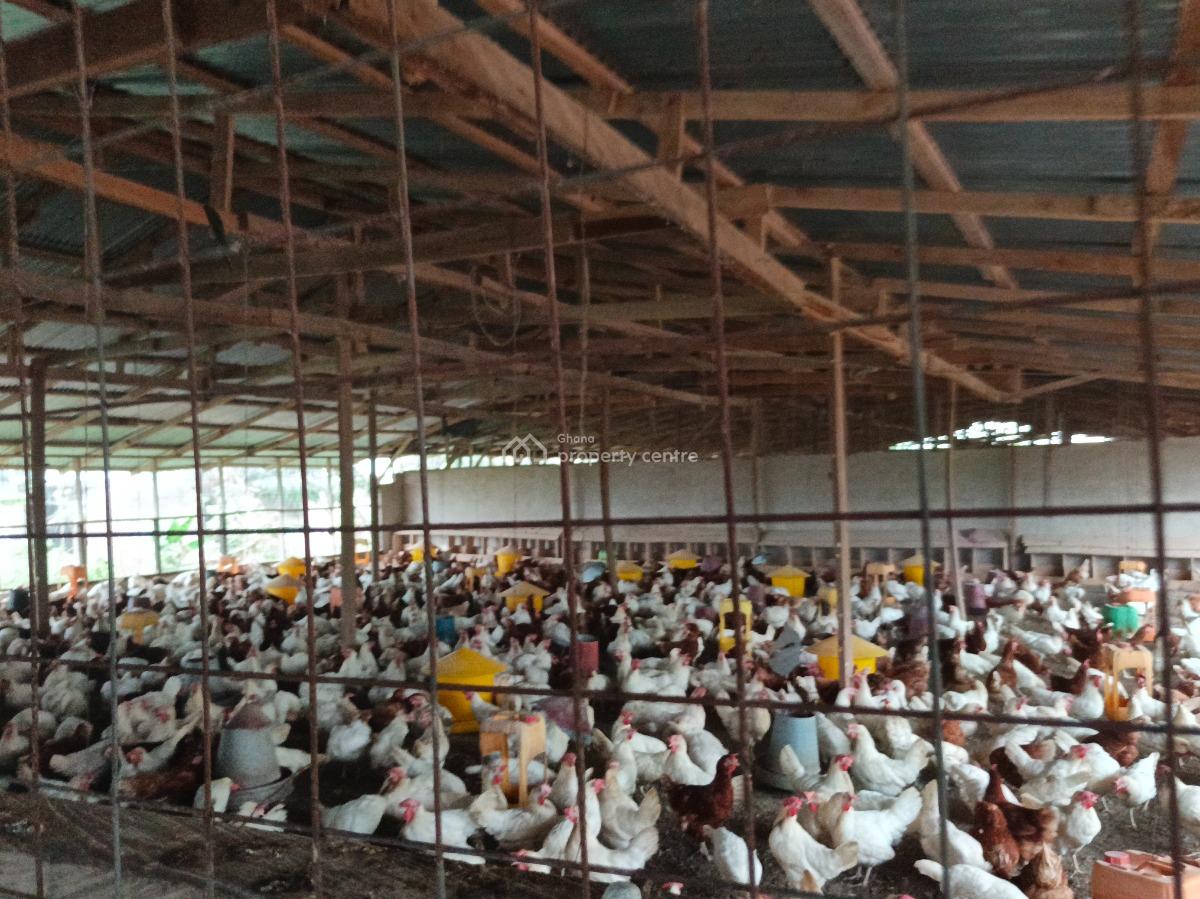 Poultry Farm, Kodie, Near Kronum Afrancho., Kumasi Metropolitan, Ashanti, Commercial Property for Sale