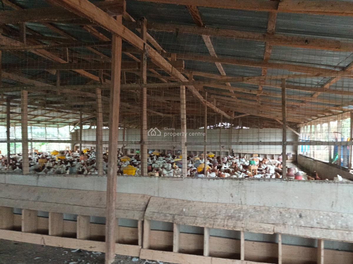 Poultry Farm, Kodie, Near Kronum Afrancho., Kumasi Metropolitan, Ashanti, Commercial Property for Sale