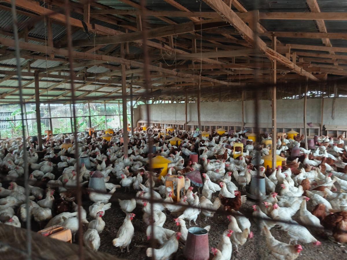 Poultry Farm, Kodie, Near Kronum Afrancho., Kumasi Metropolitan, Ashanti, Commercial Property for Sale
