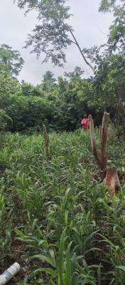50 Acres of Farm Lands, Sunyani Municipal, Brong Ahafo, Commercial Land for Sale