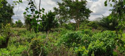 Farm Land in Mankemsi, Mankessim-kakaboum, Cape Coast Metropolitan, Central Region, Commercial Land for Sale