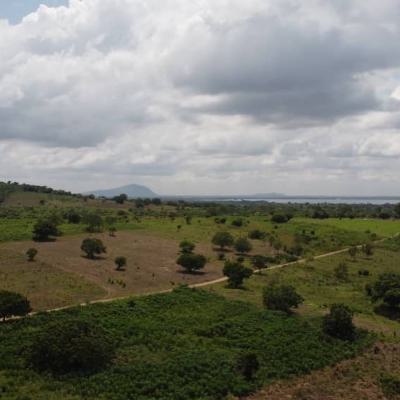 Executive 100 Acres of Fertile Farmland, Asuogyaman, Eastern Region, Land for Sale