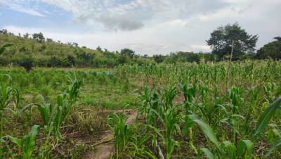 Swedru-agona District, Swedru-agona, Agona West Municipal, Central Region, Commercial Land for Sale