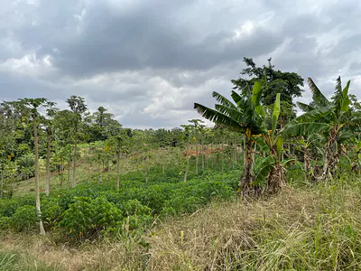 10 Acres Land for Development
