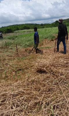 *52 Acres Salt Land @ Mankessim*, Mankessim, Awutu Breku, Awutu-senya West, Central Region, Land for Sale