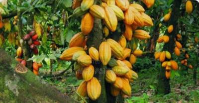 Cocoa Farm  ( 11.5 Acres Land), Adupri, Near Nyinahine, on Kumasi Bibiani Road., Atwima Mponua, Ashanti, Commercial Property for Sale