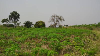 Farm Land, Abutia, Ho Municipal, Volta Region, Commercial Land for Sale