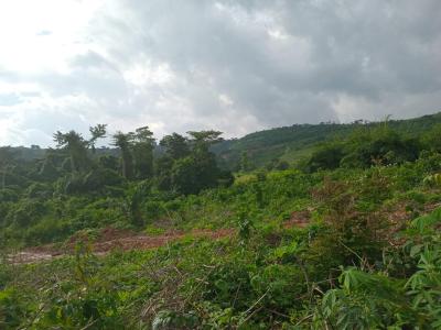 Invest in a Prime Location Near Cactus Creek Hotel, Adamorobe, Akuapim South Municipal, Eastern Region, Residential Land for Sale