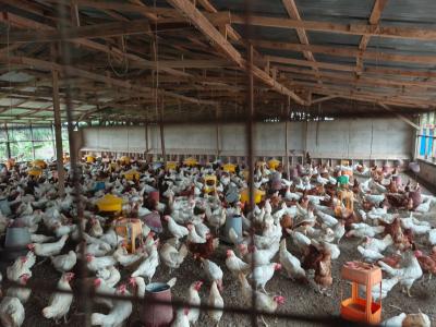 Poultry Farm, Kodie, Near Kronum Afrancho., Kumasi Metropolitan, Ashanti, Commercial Property for Sale