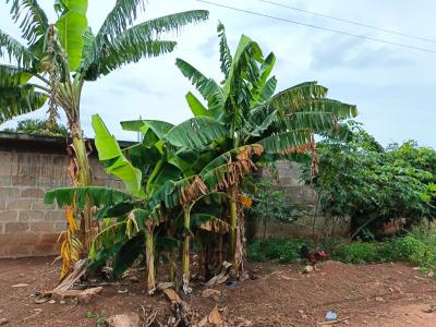 5 Plots.      ( Hostel Plot, Knust), Ayeduase/ Kotei. Knust., Kumasi Metropolitan, Ashanti, Land for Sale