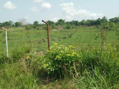 50 Acres Land  in Kpando Kudzra -- Main Road Access, Kudzra, Kpando Municipal, Volta Region, Mixed-use Land for Sale