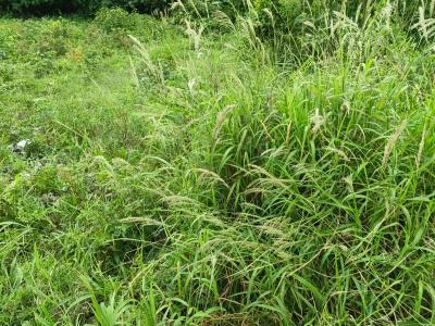 25 Acres Farm Land, Aputuogya Bekwai Road, Bekwai Municipal, Ashanti, Mixed-use Land for Sale