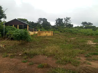 Commercial Pig Farm
