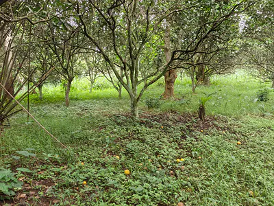 40 Plots
