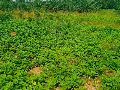 Three Plots of Land — Gomoa West, Central Region