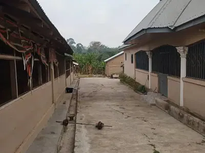 Poultry Farm — Daaso, Near Offinso., Offinso North, Ashanti