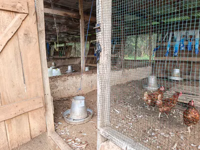 Poultry and Pig Farms — Biemso, Near Adujama on Kumasi Sunyani Road., Kumasi Metropolitan, Ashanti