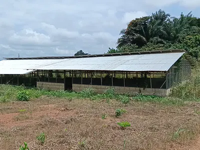 Poultry Farm with Plots of Land — Odumase, in Between Obuasi and Anwiankwata., Kumasi Metropolitan, Ashanti