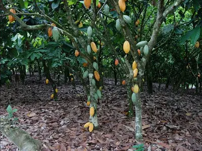 2 Acres Cocoa Farm — Obuasi Apitiso, Obuasi Municipal, Ashanti