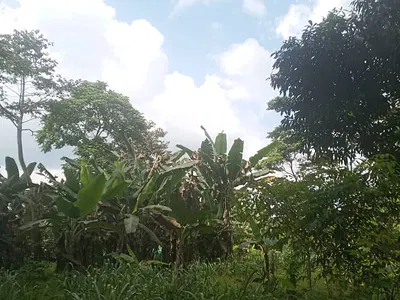 1 Acre of Roadside Land — Bepong, Kwahu East, Eastern Region