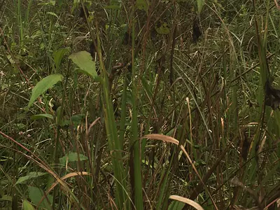 Land -30.63 Acres — Bronyibima Estate, Komenda/Edina/Eguafo/Abirem Municipal, Central Region